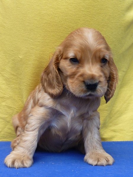 8. Gina pod Ořechem-červená.JPG